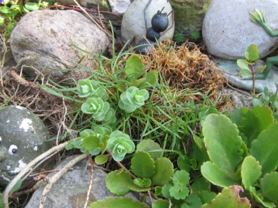 Mai 2013 01 014.JPG