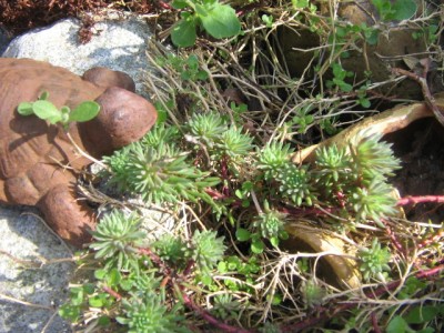 Mai 2013 01 015.JPG
