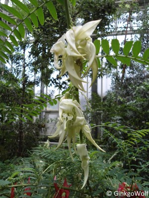 Pfl_Clianthus_poniceus_.JPG