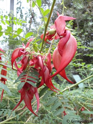 Pfl_Clianthus_poniceus.JPG