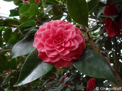 Pfl_Camellia_japonica_PalazzoTursi.JPG