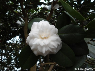 Pfl_Camelia_japonica_Angela_Cocchi.JPG