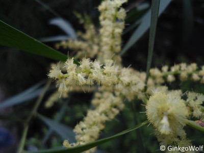 Pfl_Acacia_longifolia_ssp_sophorae.JPG