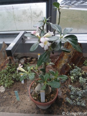 Pfl_Adenium_obesum.JPG