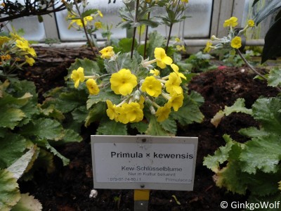 Pfl_Primula_x_kewensis.JPG