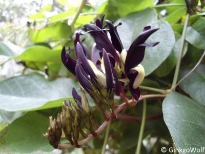 Pfl_Kennedia_nigricans.JPG