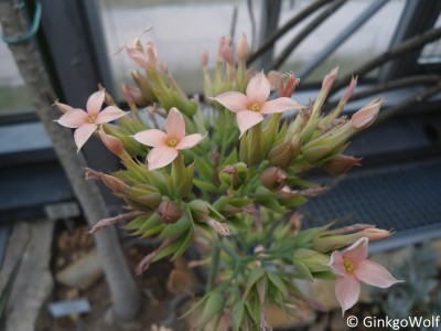 Pfl_Kalanchoe_orgyalis.JPG