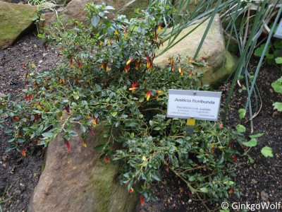 Pfl_Justicia_floribunda.JPG
