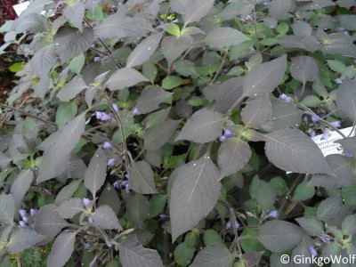 Pfl_Hygrophila_corymbosa.JPG