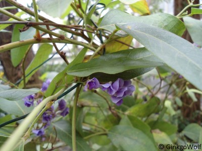 Pfl_Hardenbergia_violacea.JPG