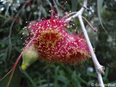 Pfl_Eucalyptus_caesia.JPG