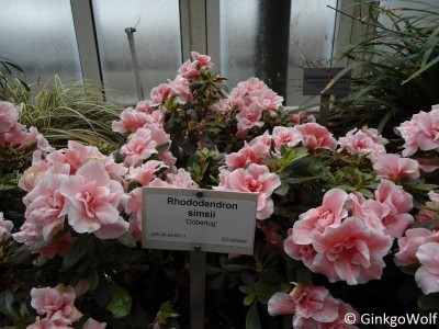 Pfl_Rhododendron.JPG