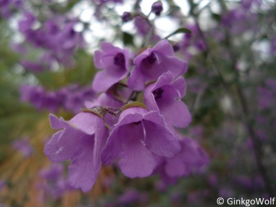 Pfl_Prostanthera_rotundifolia.JPG