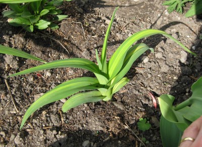 Hemerocallis gelbbunt_8655.jpg