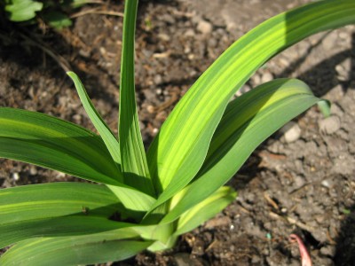Hemerocallis gelbbunt_8654.jpg