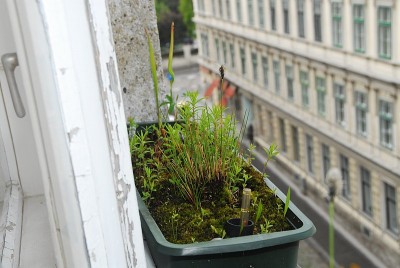 dsc_9844_Moorkasten_gross.jpg