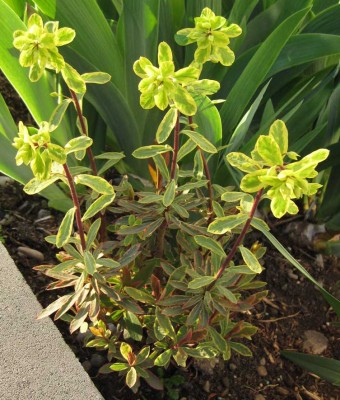 Euphorbia Herbstzauber_8666.jpg