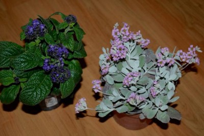 Kalanchoe13 001yy.jpg