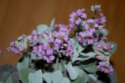 Kalanchoe13 004yy.jpg