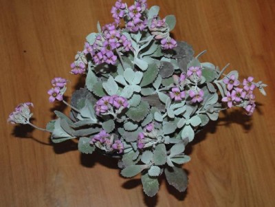 Kalanchoe13 003yy.jpg