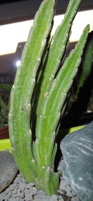 neue unbekannte Stapelia.jpg