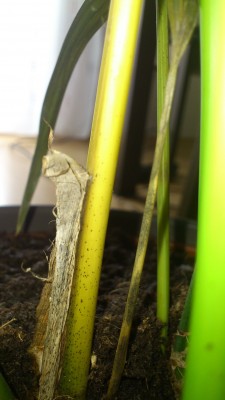 DSC_0166.JPG