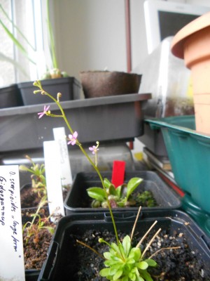 Stylidium 6.5.13(2)k.JPG