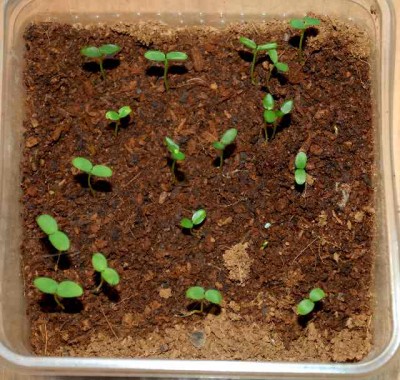 Aristolochia 012yy.jpg