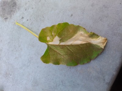 20130506_200243.jpg