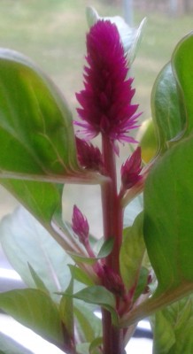 20130506_203411.jpg