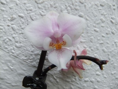DSCF4979.JPG