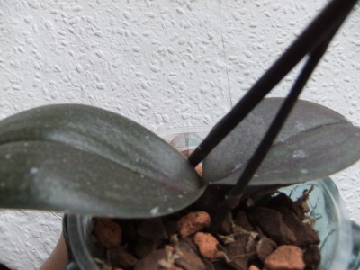DSCF4977.JPG