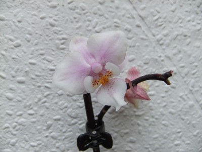 DSCF4976.JPG