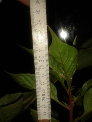 Celosia am 03.05.13.jpg