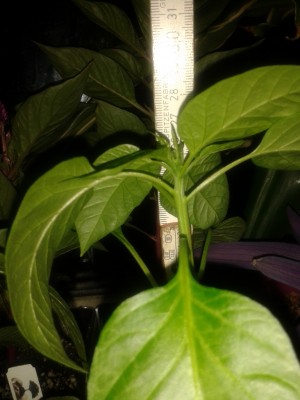 Paprika am 06.05.13.jpg