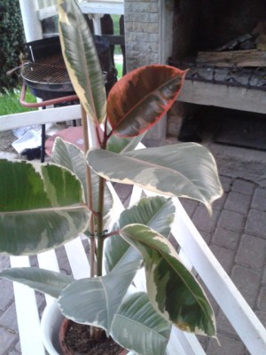 2013-05-05 20.24.28.jpg