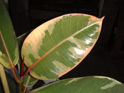 2013-05-05 20.25.34.jpg