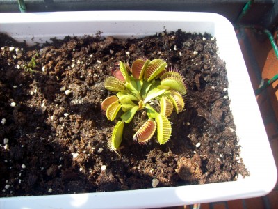 Dionaea2.JPG