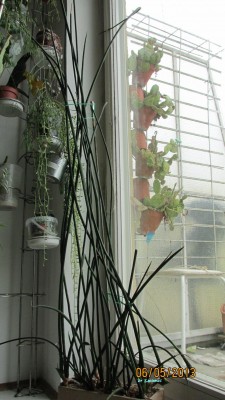 Sansevieria bacularis.jpg