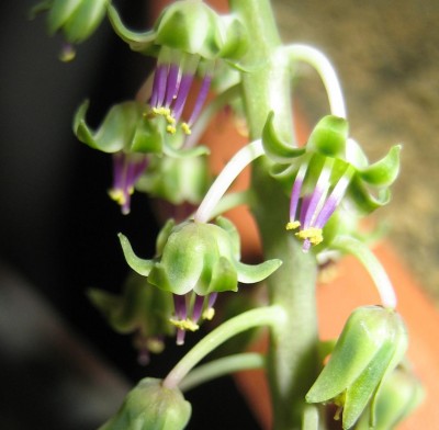 Scilla-socialis.jpg