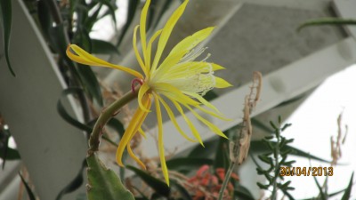 Disocactus macranthus.jpg