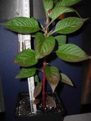 Celosia 07.05.13.jpg