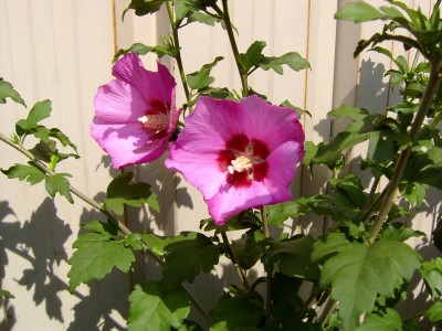 2 Blüten 25.07.07.JPG