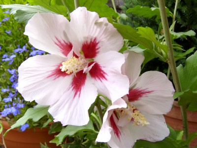 Blüten 18-07-07.JPG