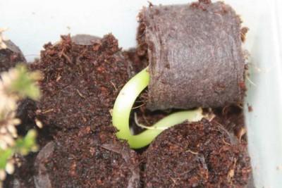 06.05.13 Hokaido.JPG