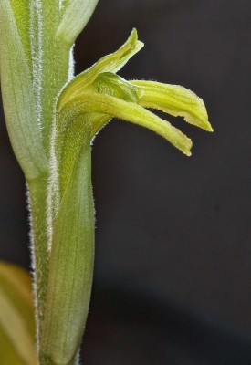 Sarcoglottis 2009-12 (9).jpg