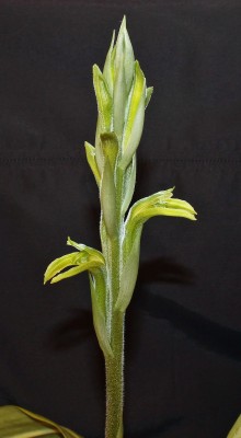 Sarcoglottis 2009-12 (8).jpg