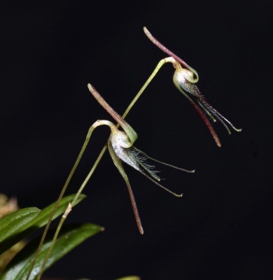 Bulbophyllum tentaculiferum 2011-20 (6).jpg