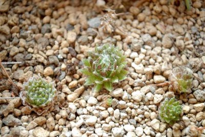 Sempervivum13 005yy.jpg