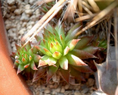 Sempervivum13 006yy.jpg